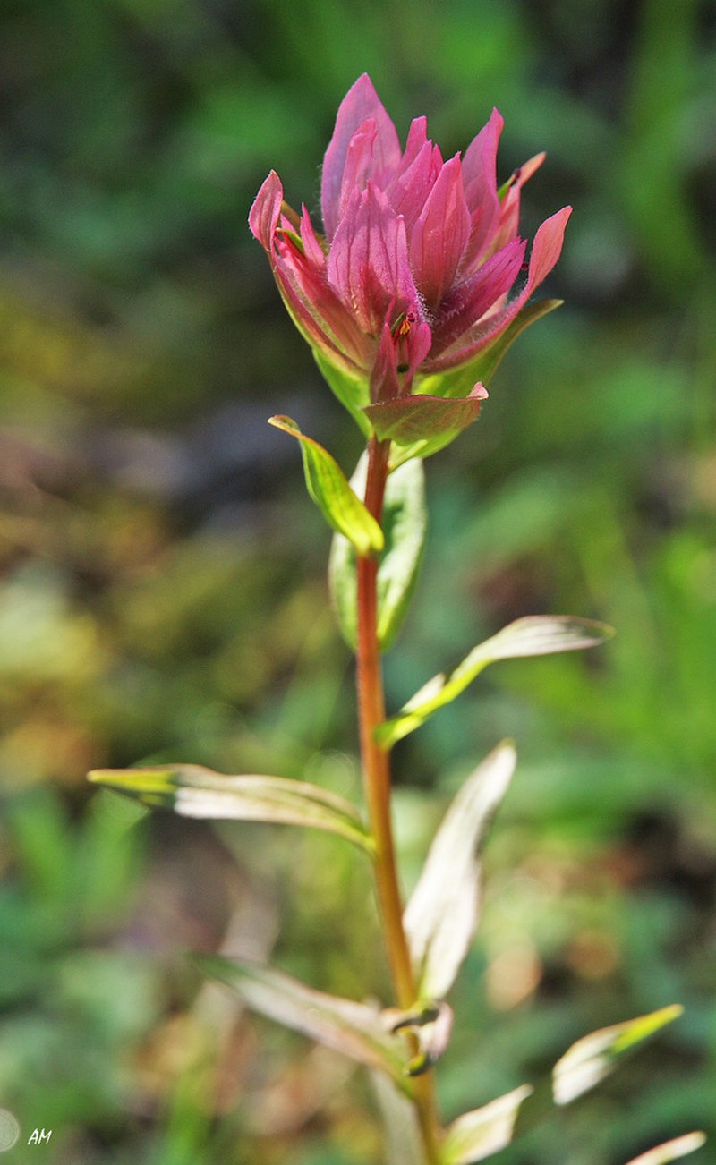 Giant Red Indian Paintbrush
