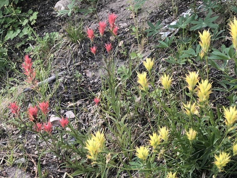 Giant Red Indian Paintbrush photo 2