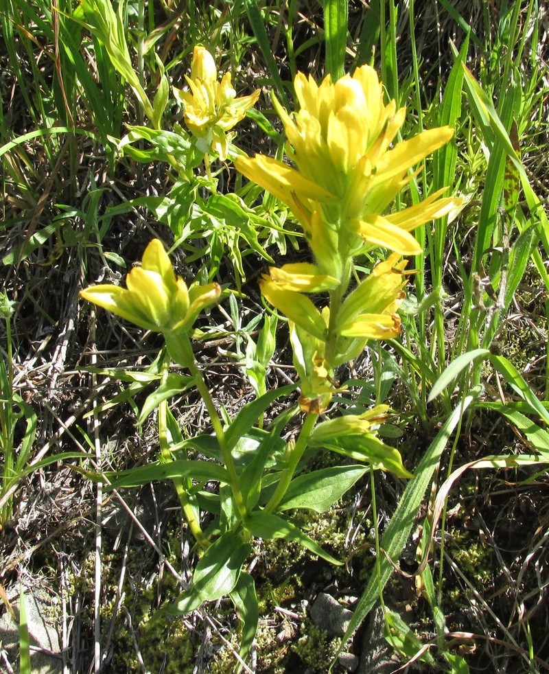Giant Red Indian Paintbrush photo 3