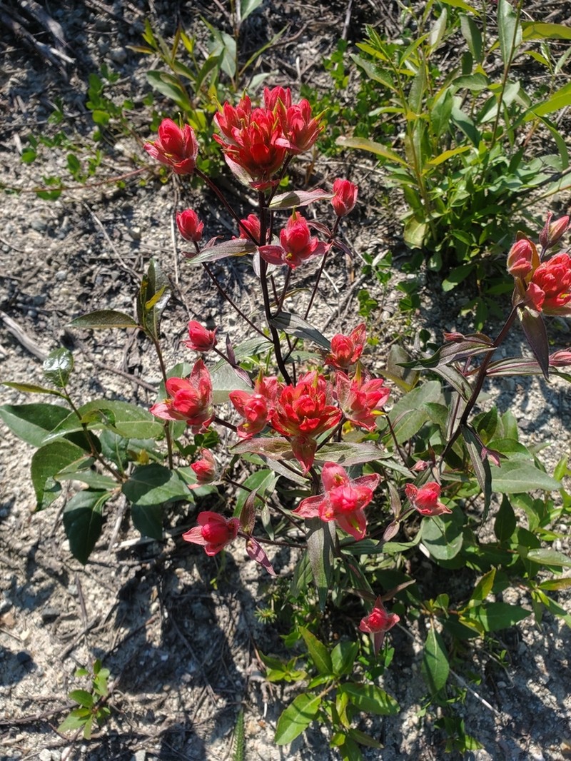 Giant Red Indian Paintbrush photo 4