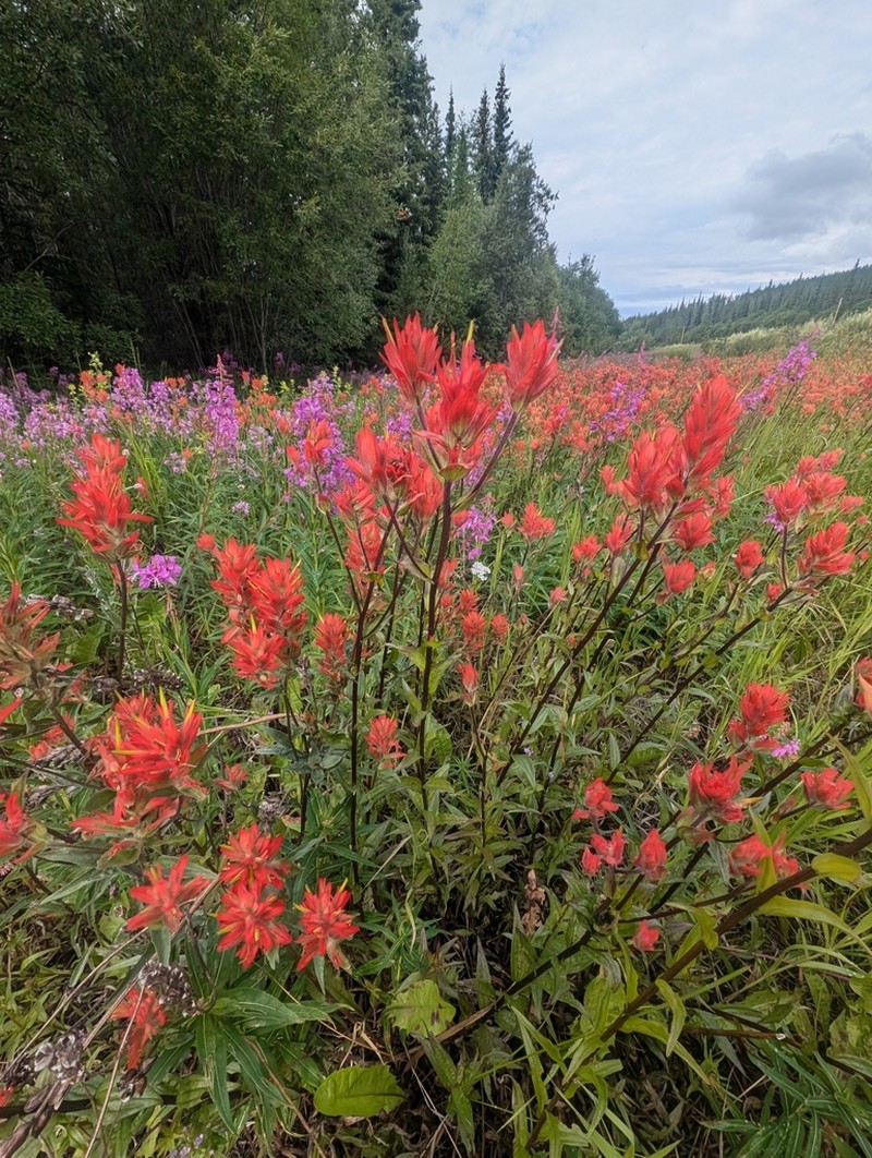 Giant Red Indian Paintbrush photo 5