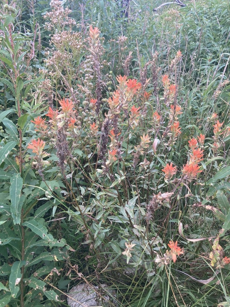 Giant Red Indian Paintbrush photo 6