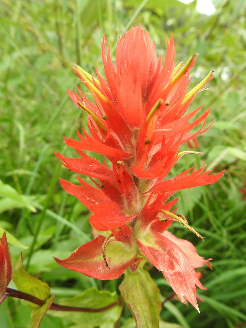 Giant Red Indian Paintbrush photo 7