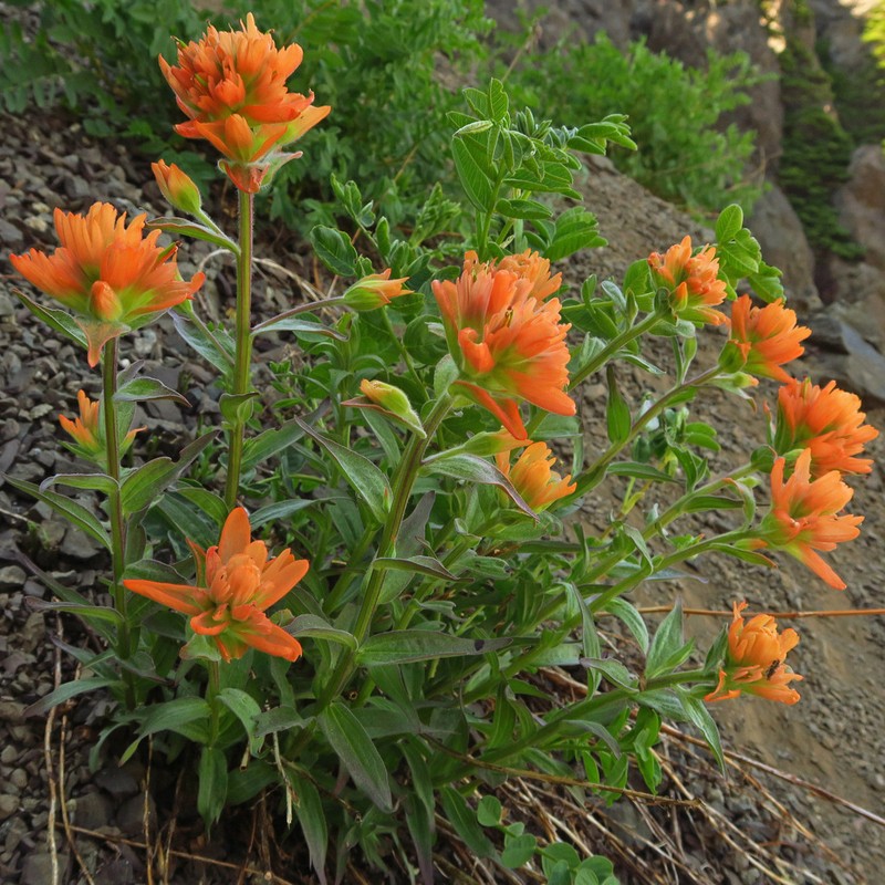 Giant Red Indian Paintbrush photo 8