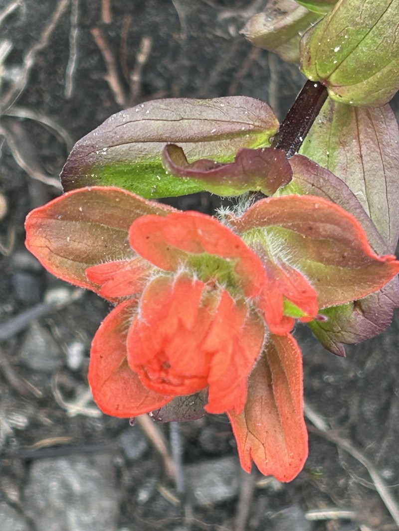 Castilleja miniata var. dixonii