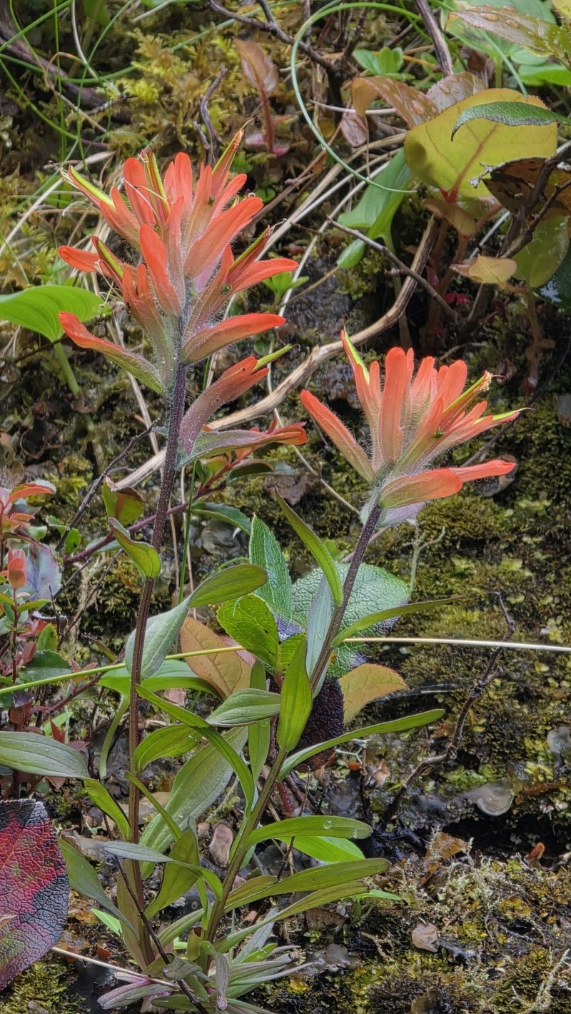 Castilleja miniata var. dixonii photo 2