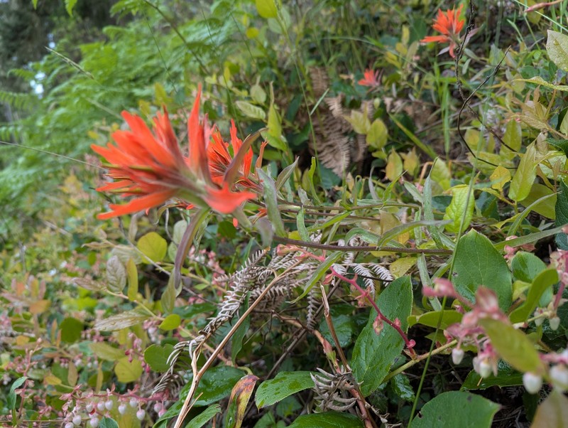Castilleja miniata var. dixonii photo 3