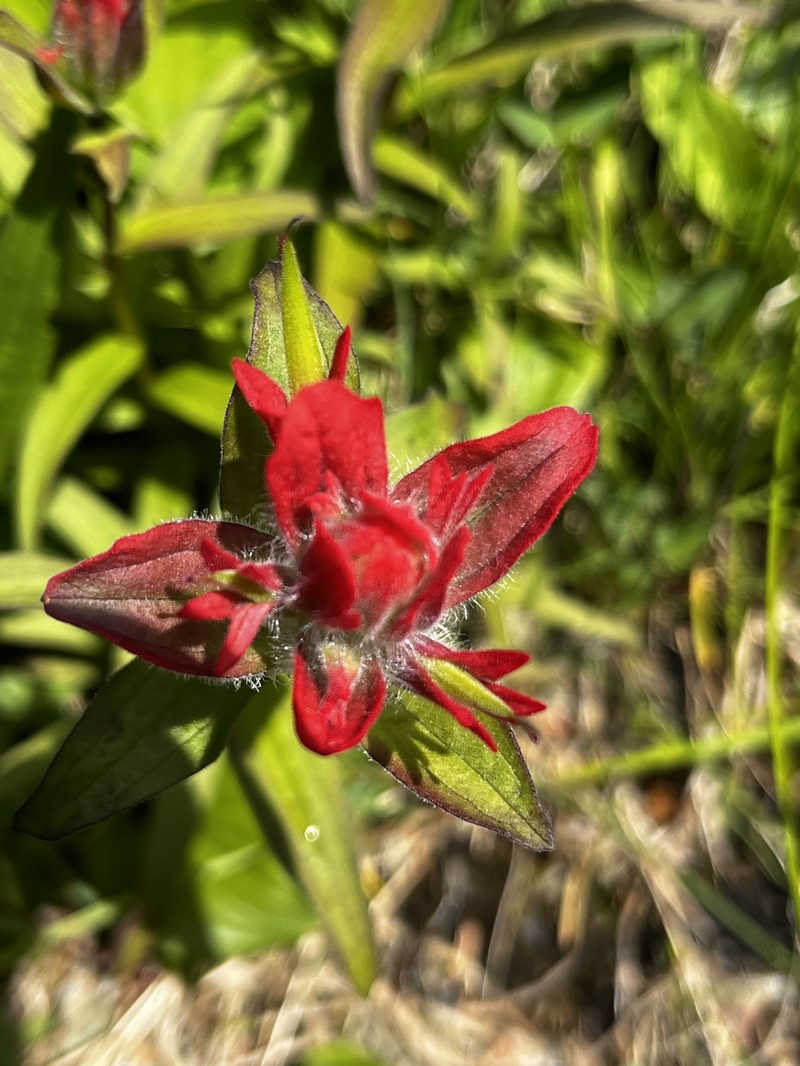 Castilleja miniata var. dixonii photo 4