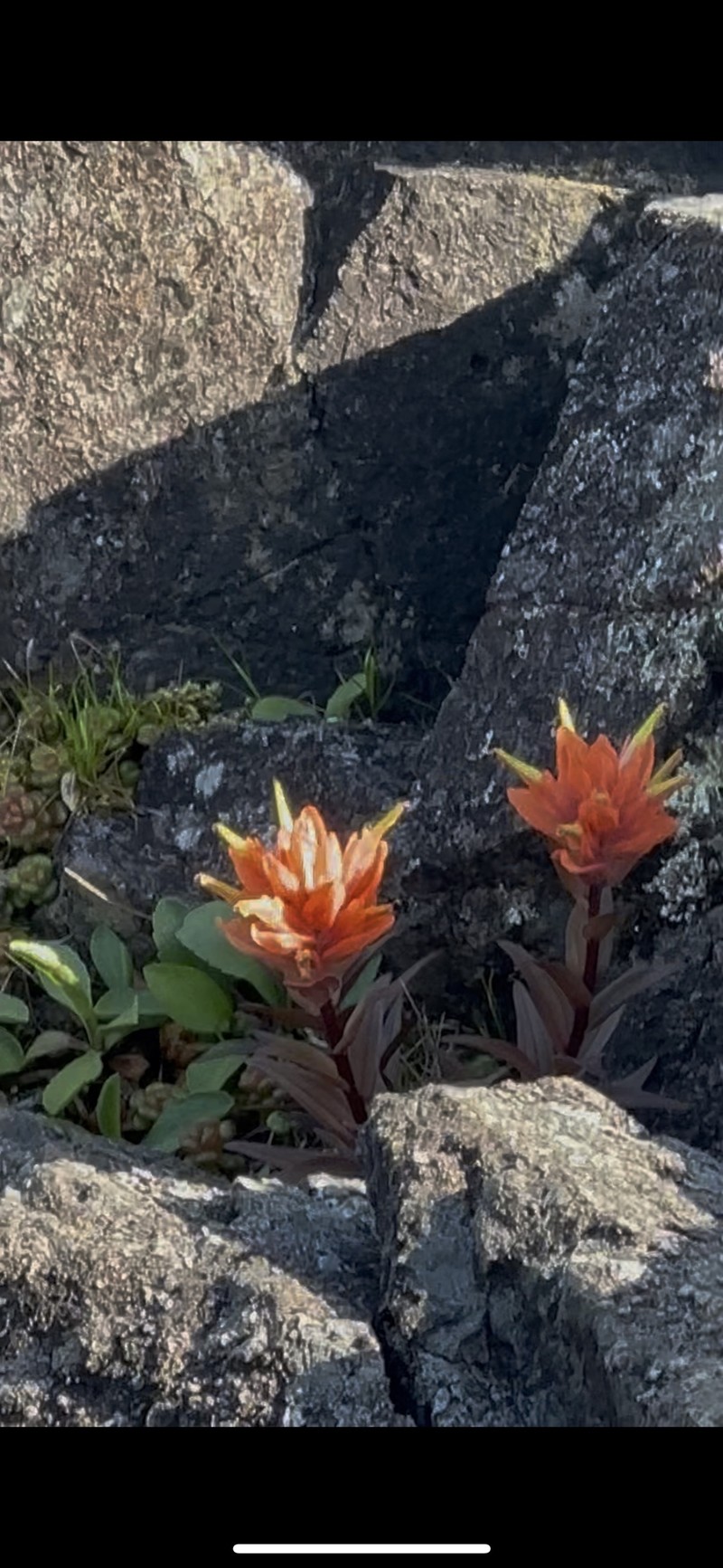 Castilleja miniata var. dixonii photo 5