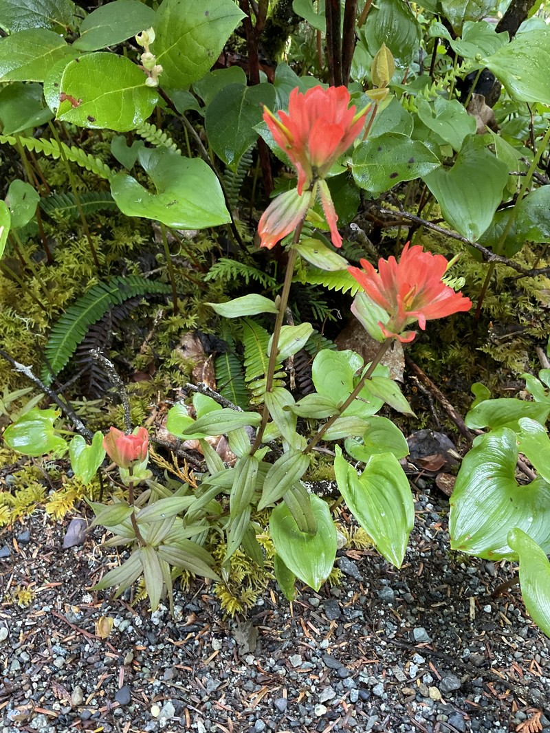 Castilleja miniata var. dixonii photo 6