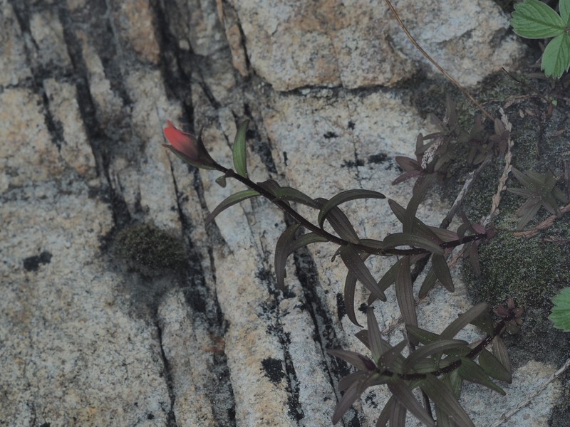 Castilleja miniata var. dixonii photo 7
