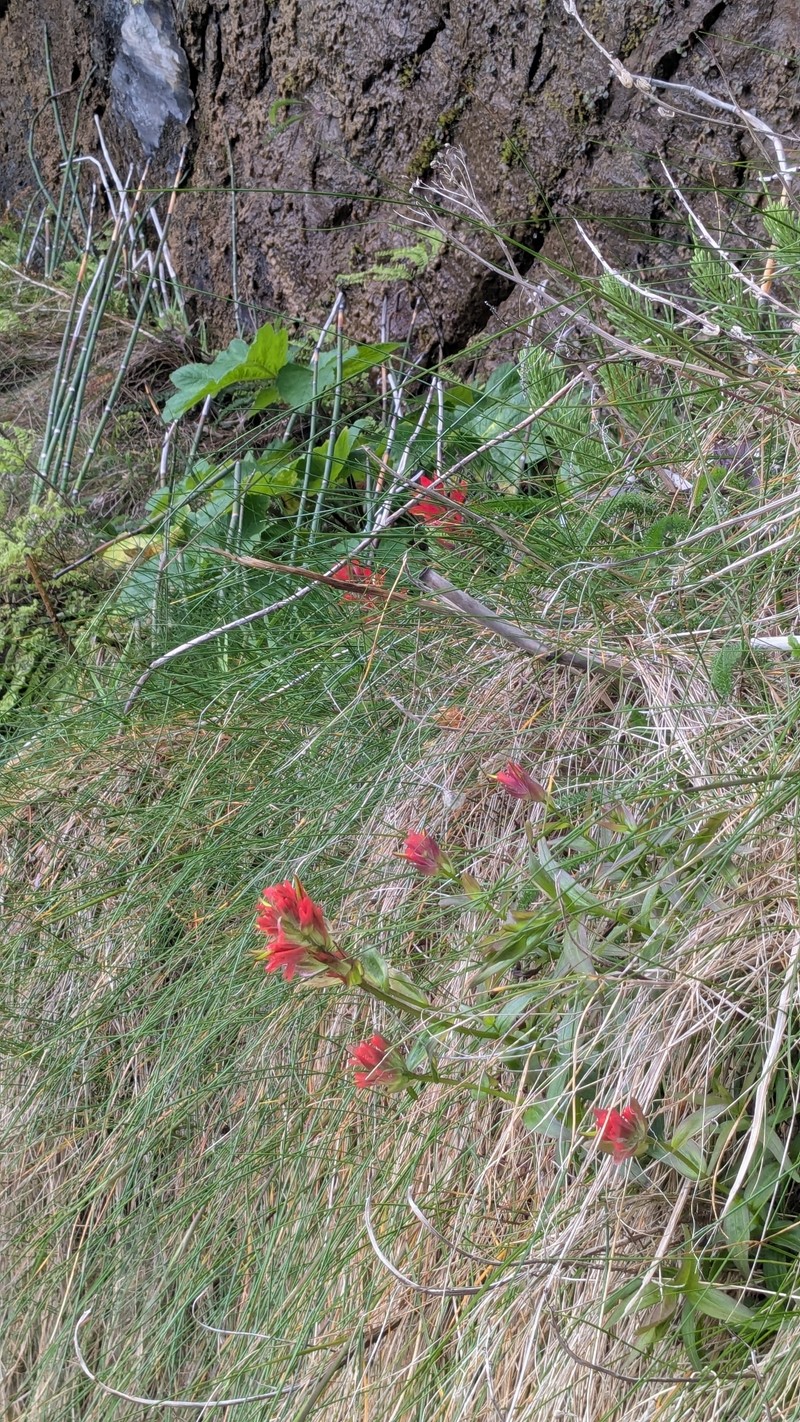 Castilleja miniata var. dixonii photo 8