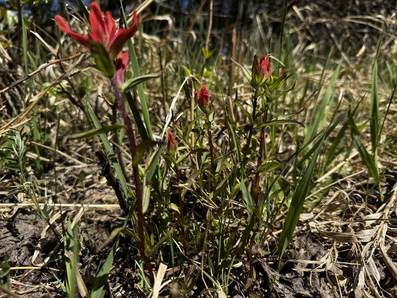 Coastal Red Indian Paintbrush
