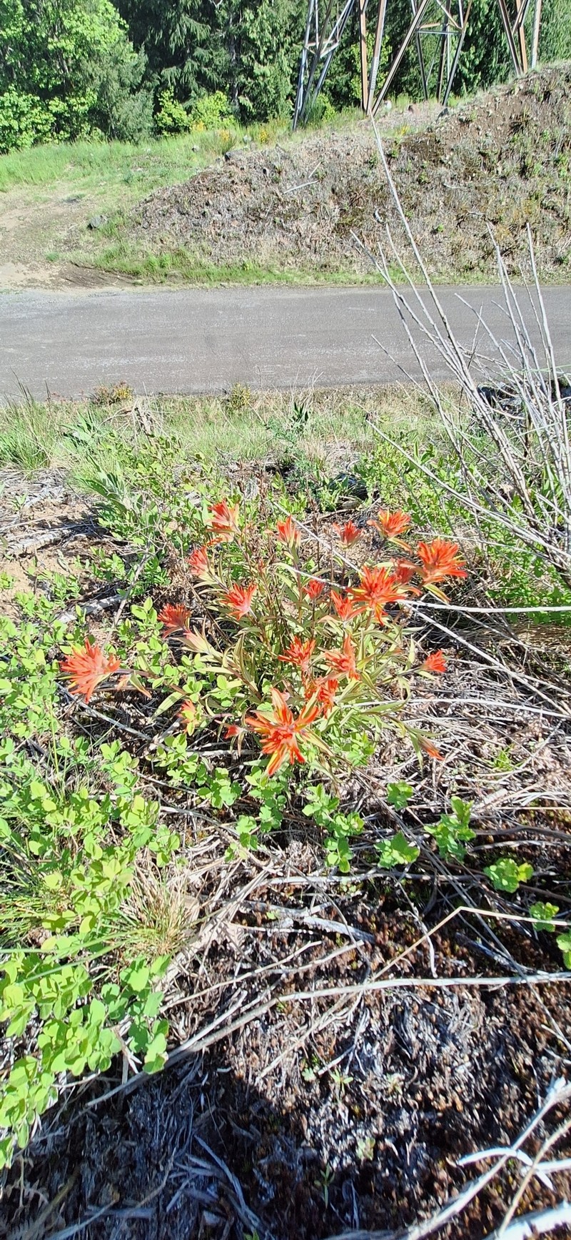 Coastal Red Indian Paintbrush photo 2