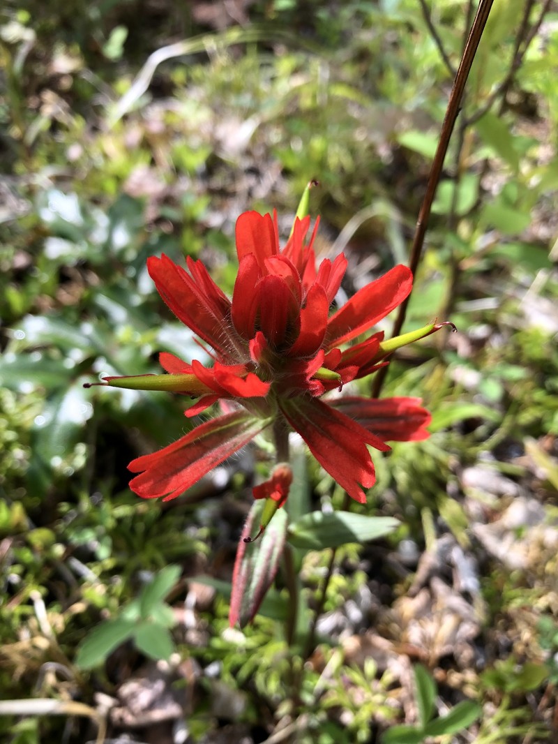 Coastal Red Indian Paintbrush photo 3