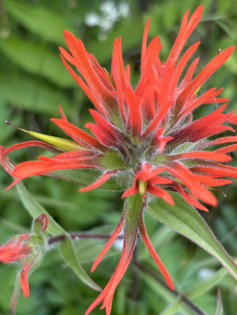 Coastal Red Indian Paintbrush photo 4