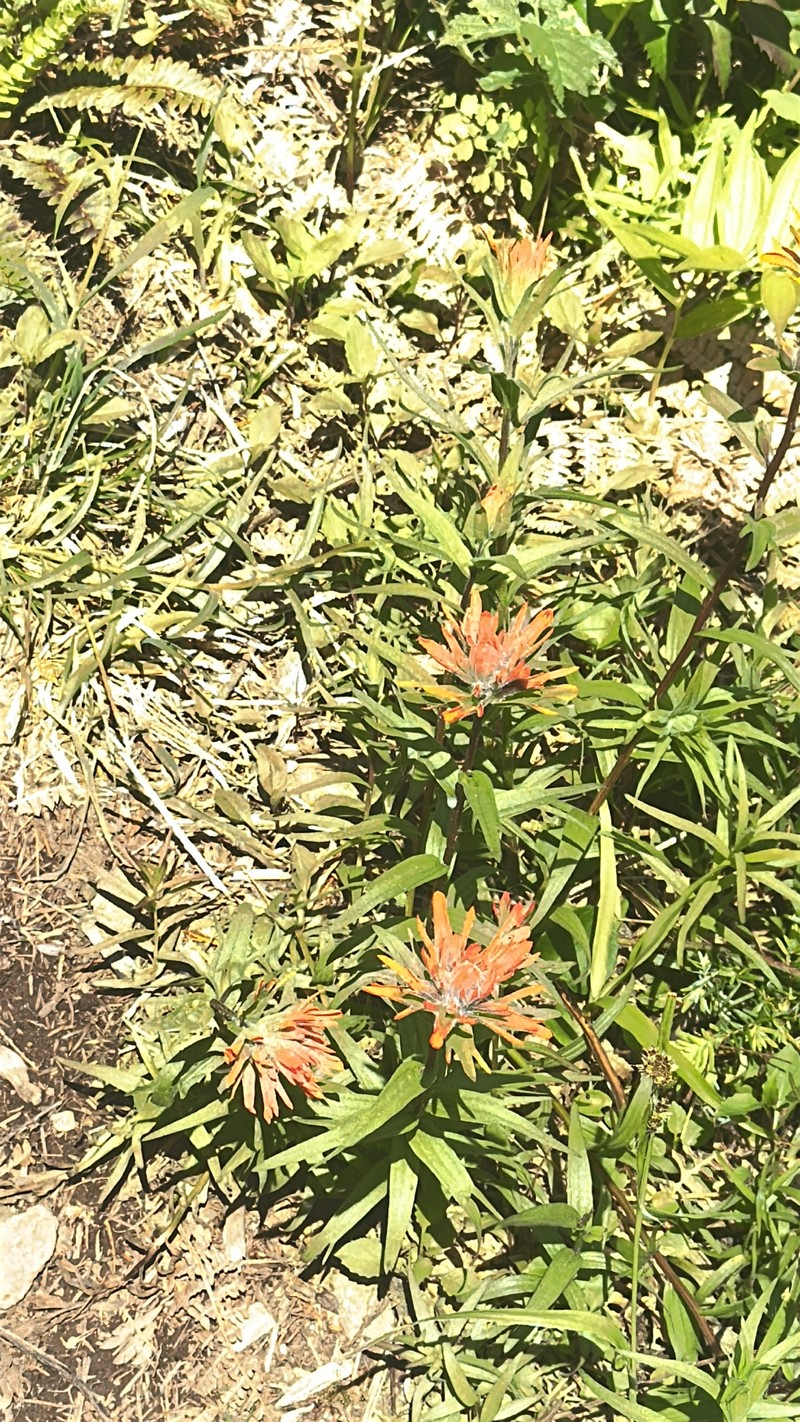Coastal Red Indian Paintbrush photo 5