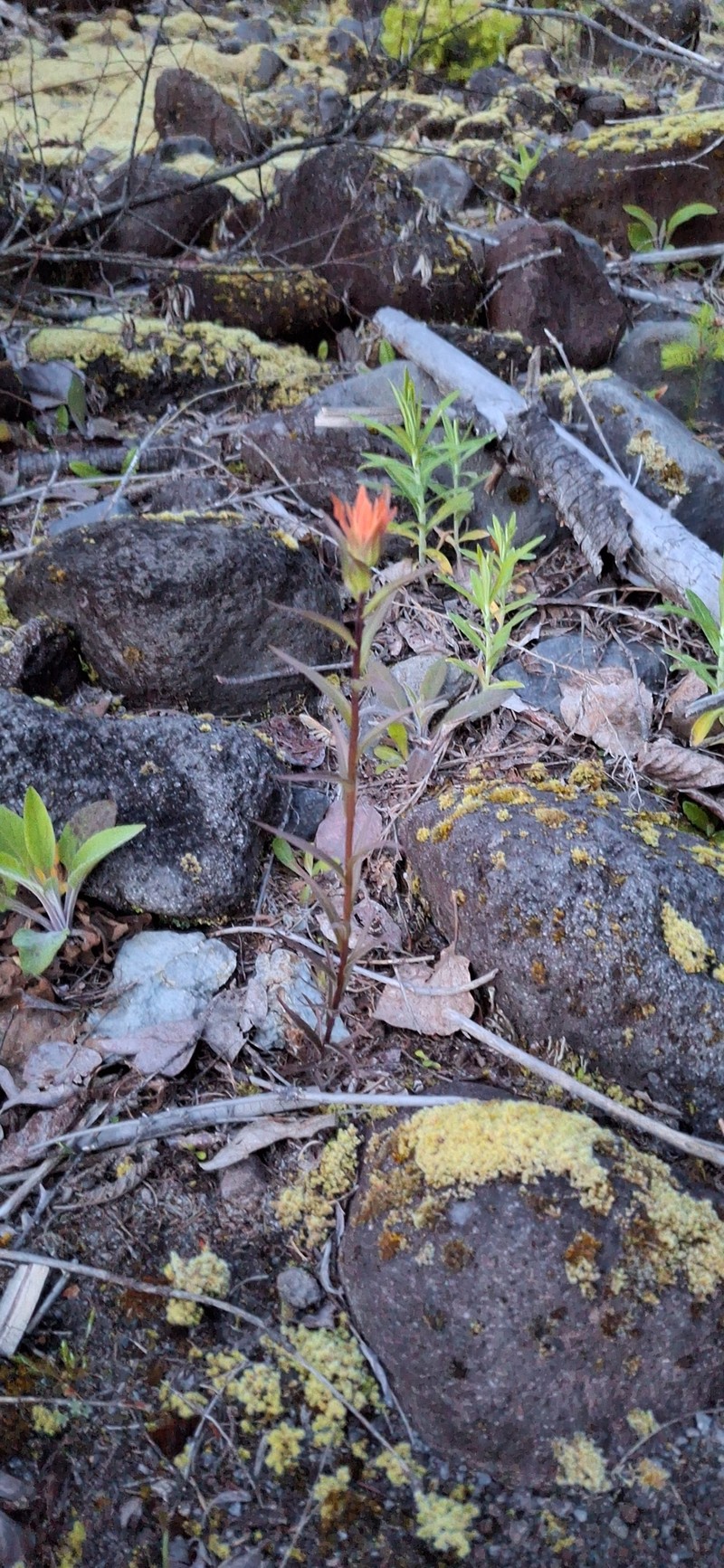 Coastal Red Indian Paintbrush photo 6