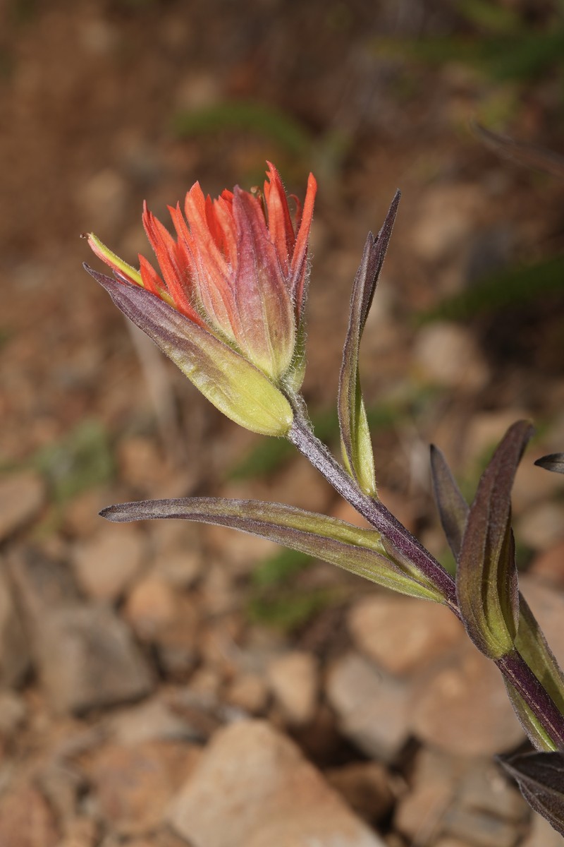 Coastal Red Indian Paintbrush photo 7