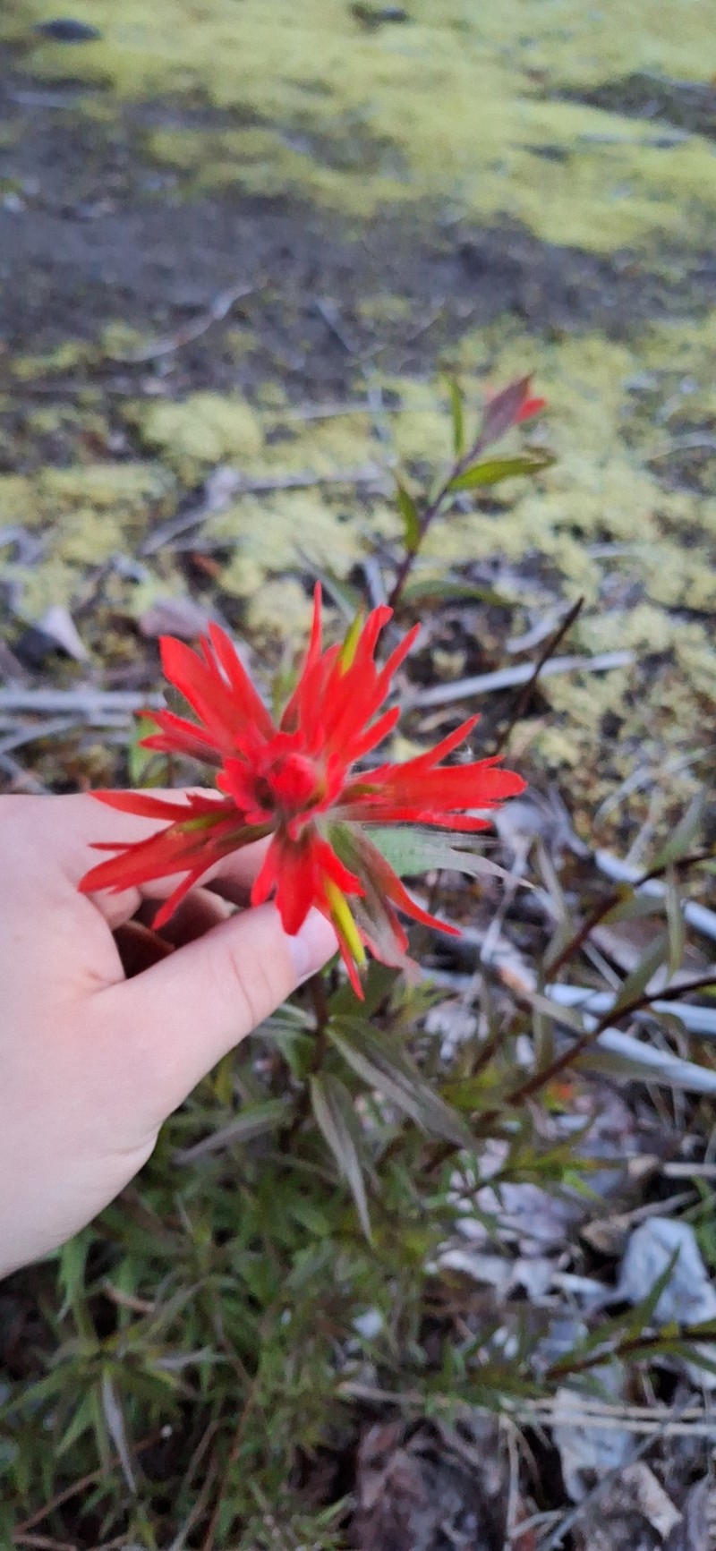 Coastal Red Indian Paintbrush photo 8