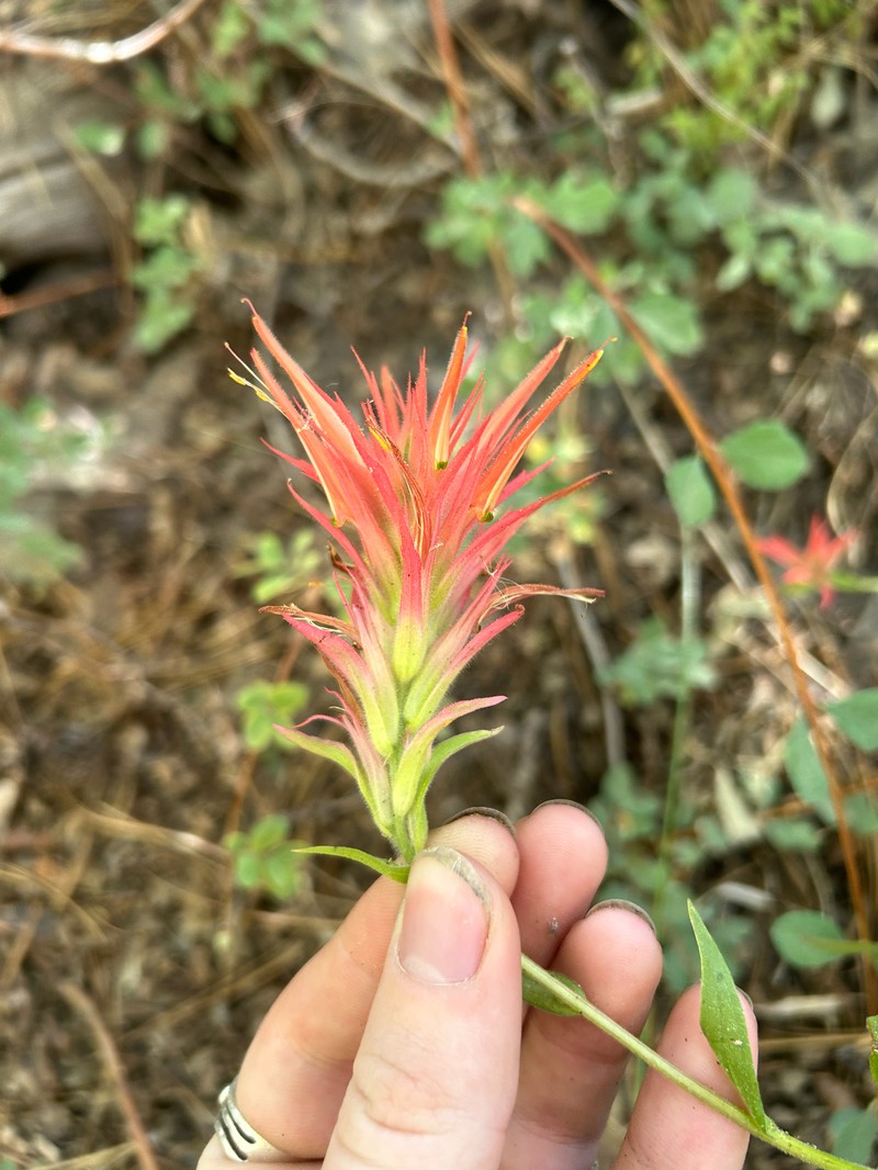 Castilleja miniata var. oblongifolia