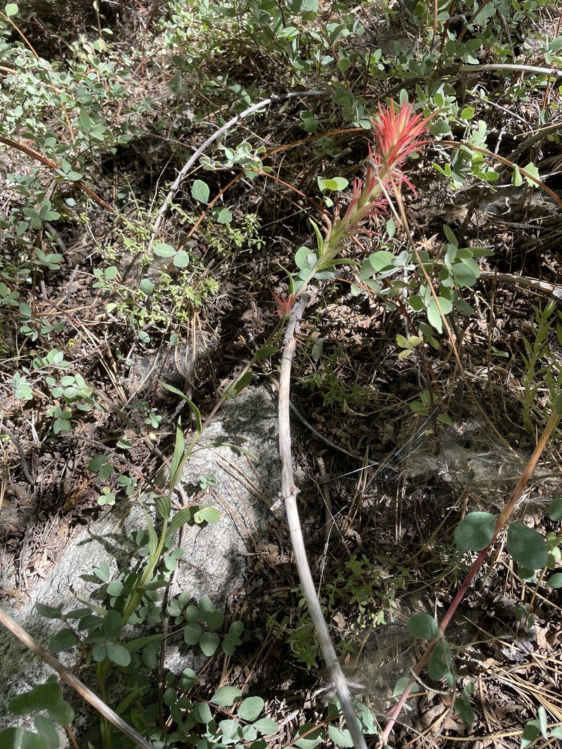 Castilleja miniata var. oblongifolia photo 2