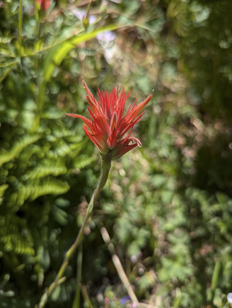 Castilleja miniata var. oblongifolia photo 3