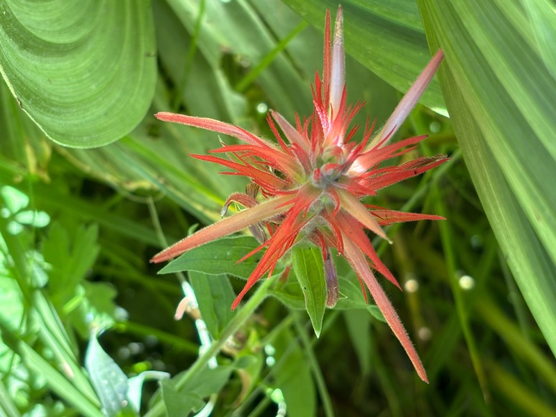 Castilleja miniata var. oblongifolia photo 4