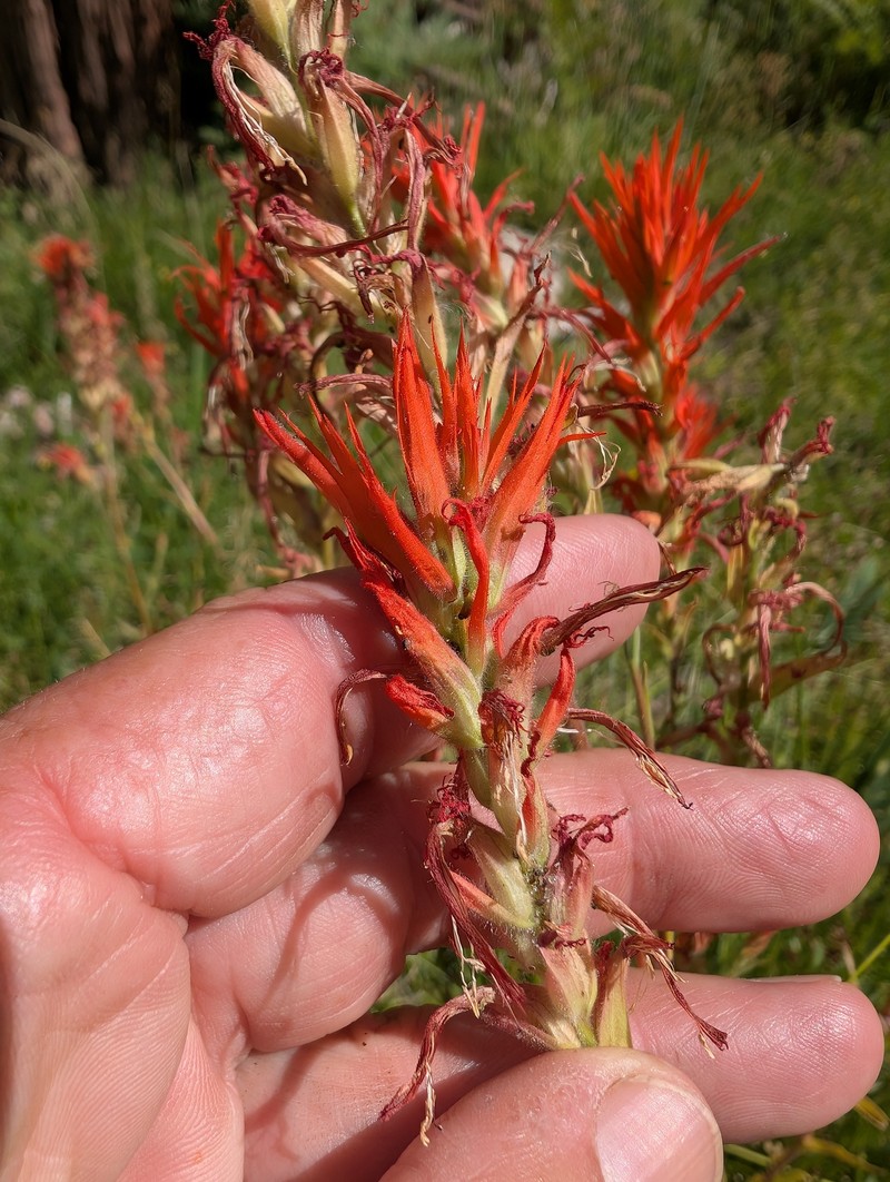 Castilleja miniata var. oblongifolia photo 5