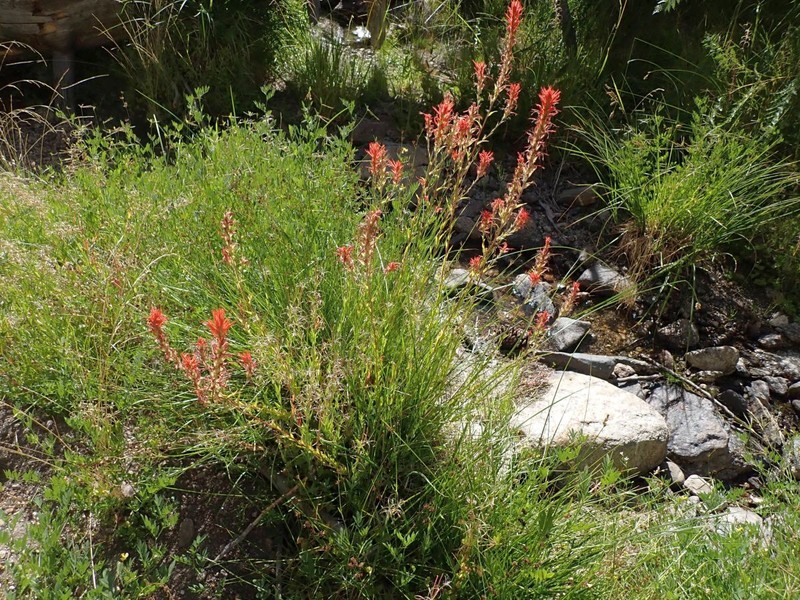Castilleja miniata var. oblongifolia photo 6