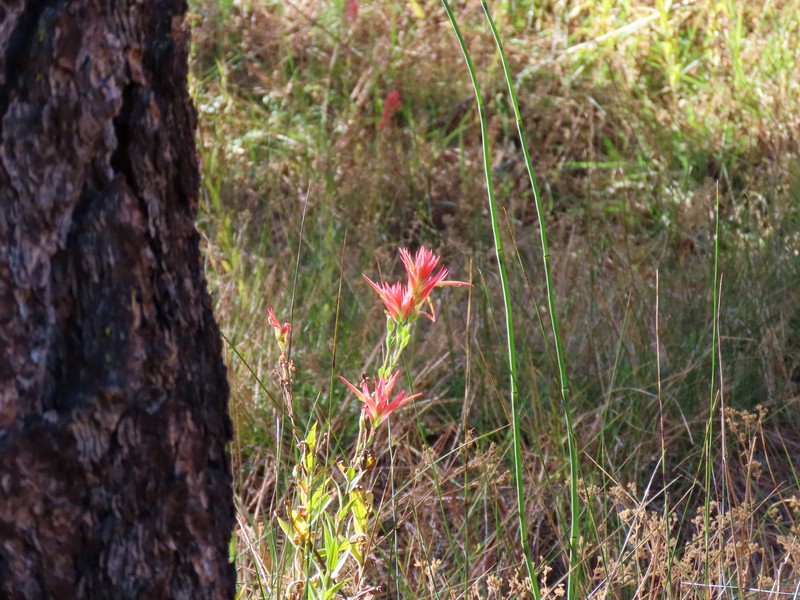 Castilleja miniata var. oblongifolia photo 7