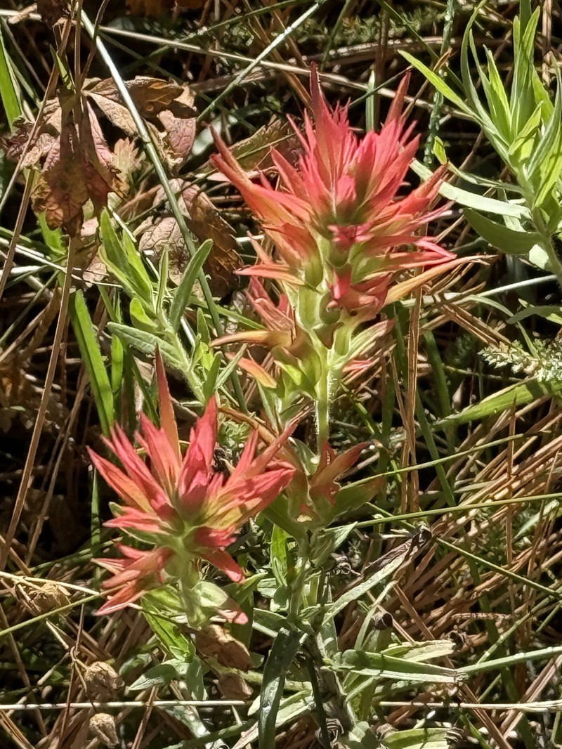 Castilleja miniata var. oblongifolia photo 8