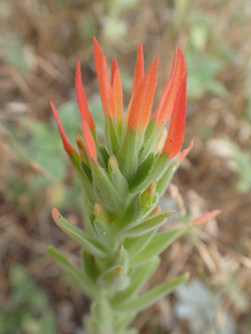 Lesser Indian Paintbrush