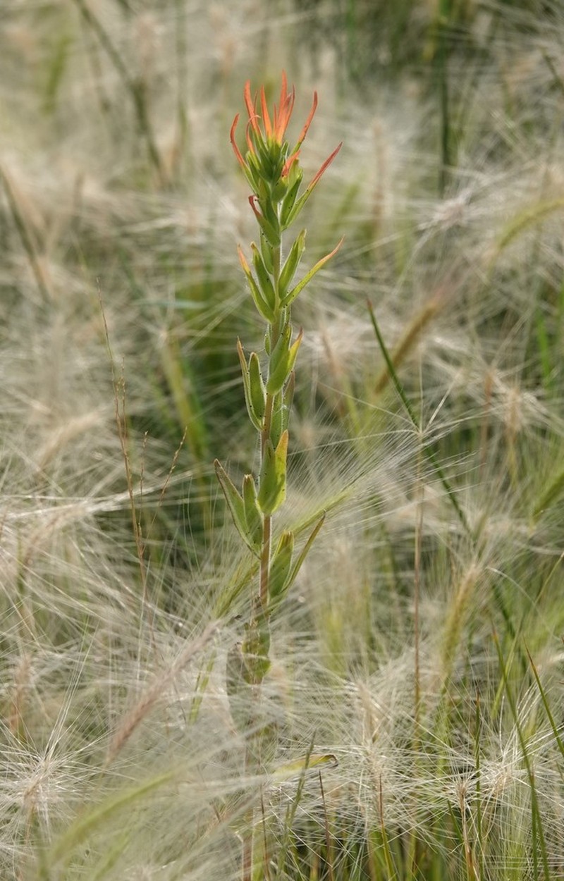 Lesser Indian Paintbrush photo 2