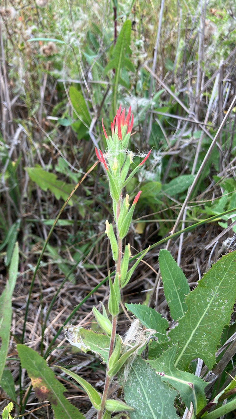 Lesser Indian Paintbrush photo 3