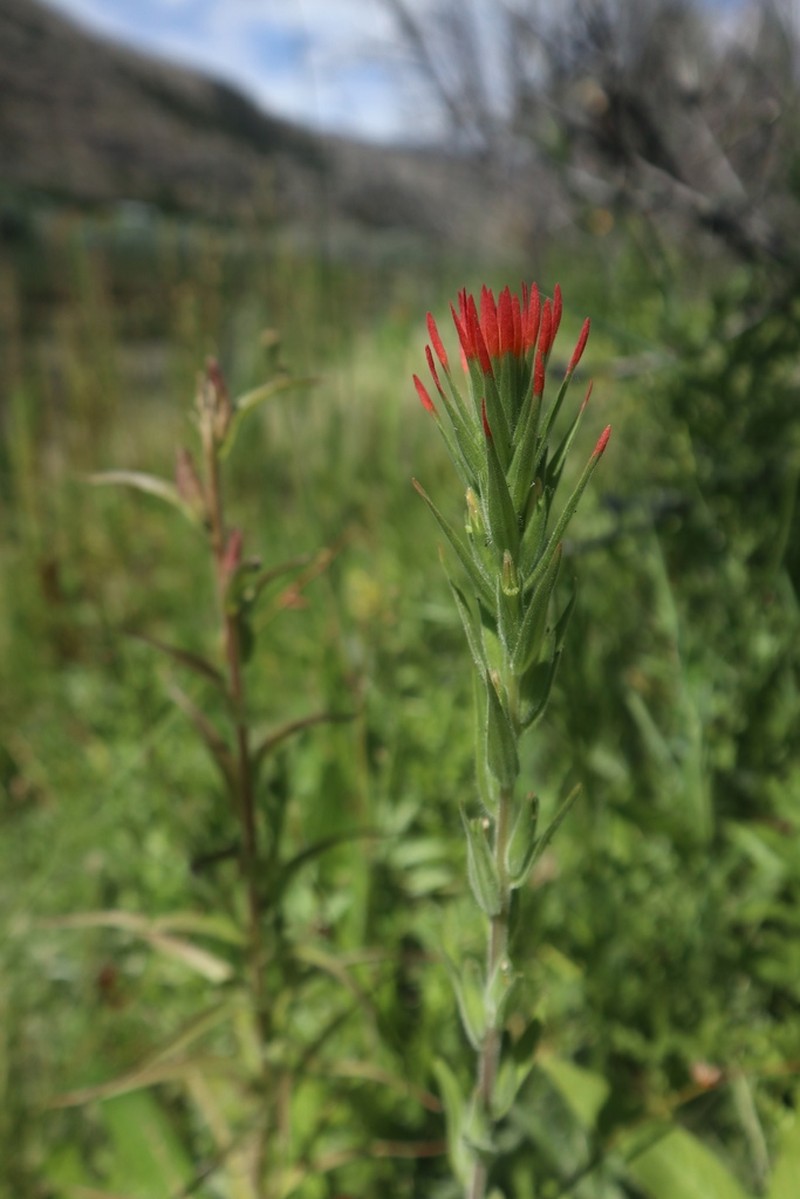 Lesser Indian Paintbrush photo 4