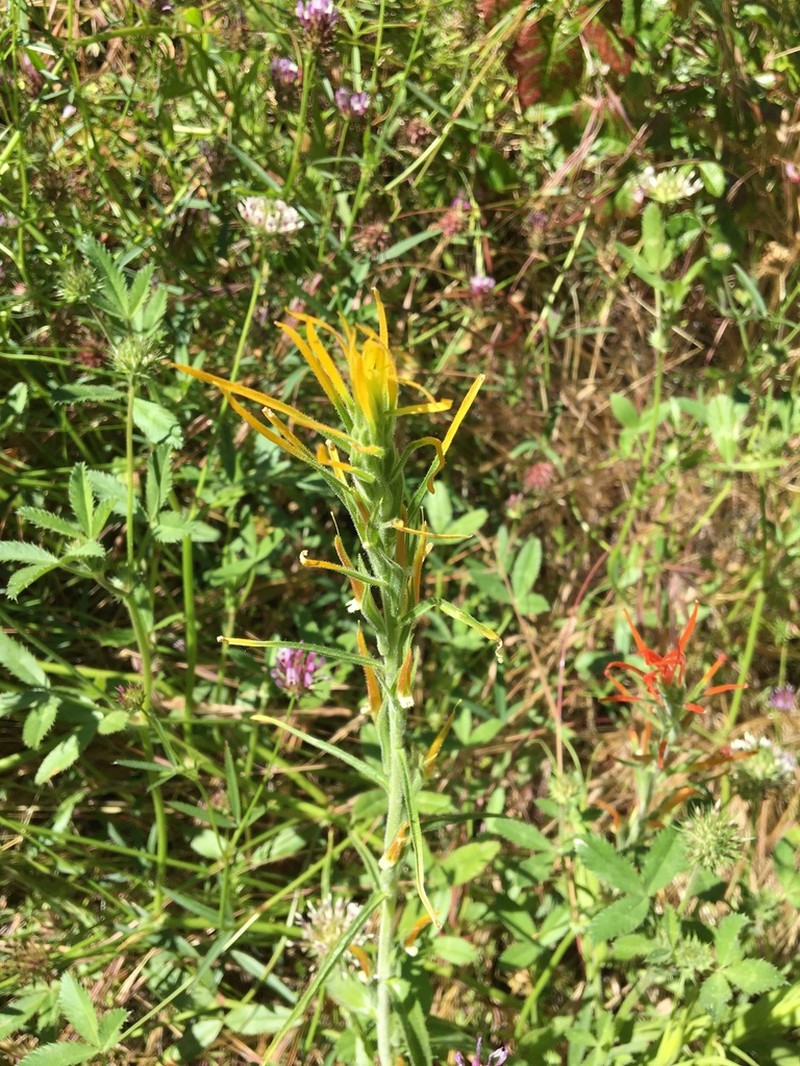 Lesser Indian Paintbrush photo 5