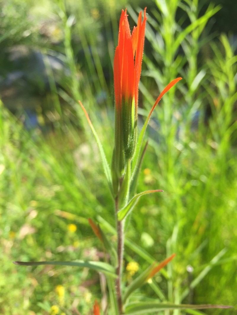 Lesser Indian Paintbrush photo 6