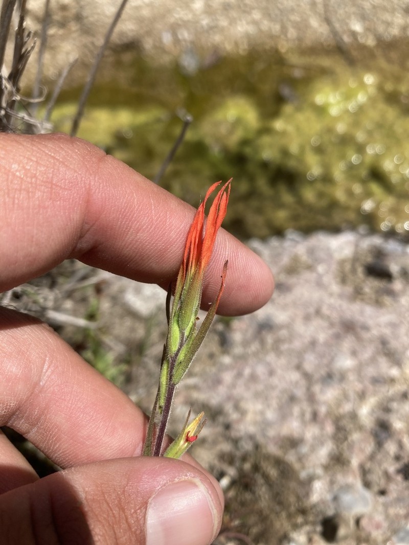 Lesser Indian Paintbrush photo 7