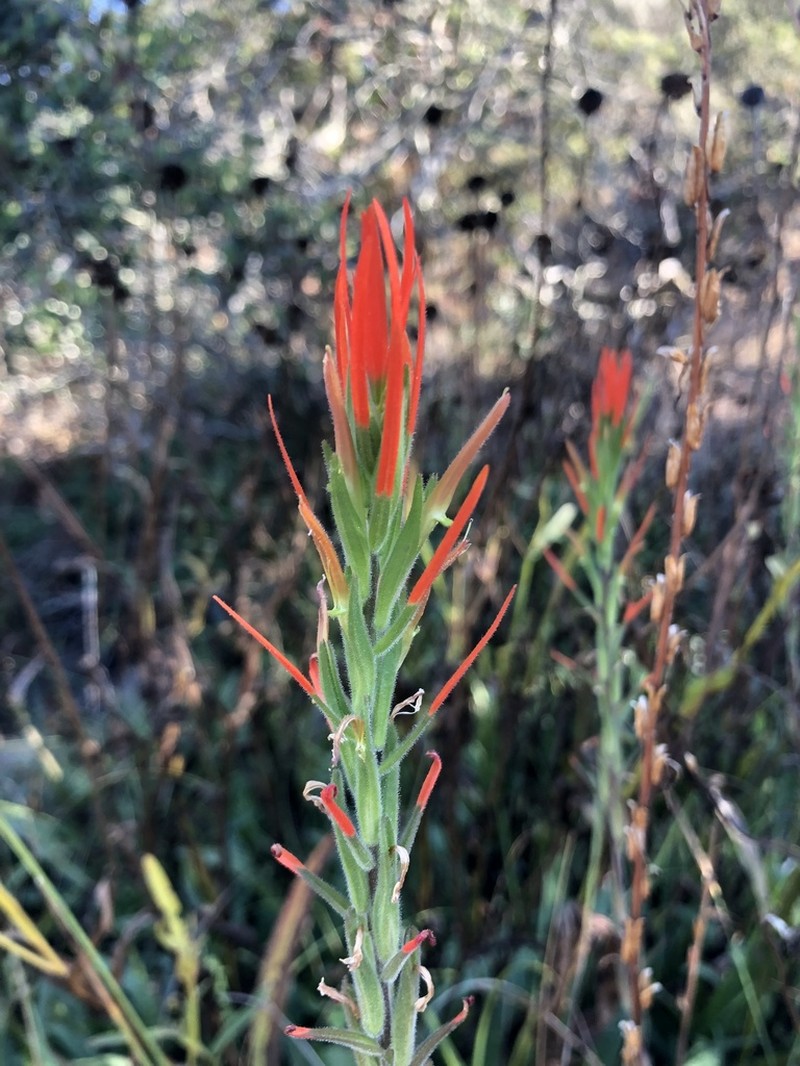 Lesser Indian Paintbrush photo 8
