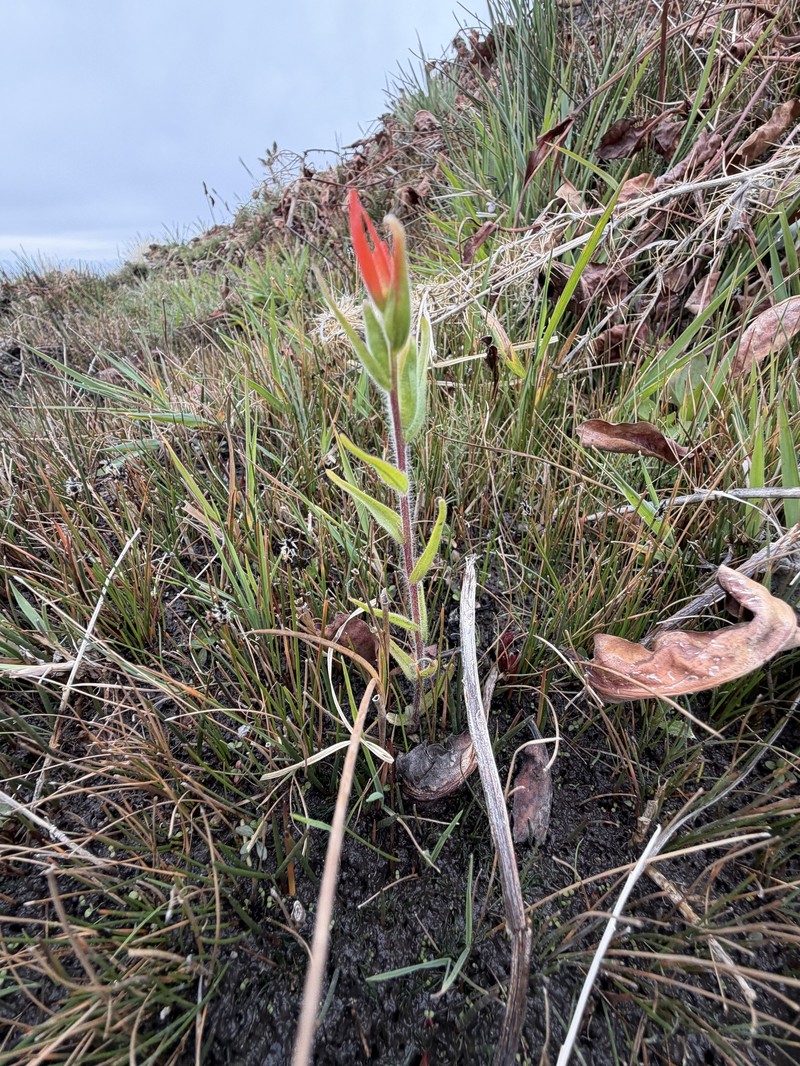 Castilleja minor var. exilis