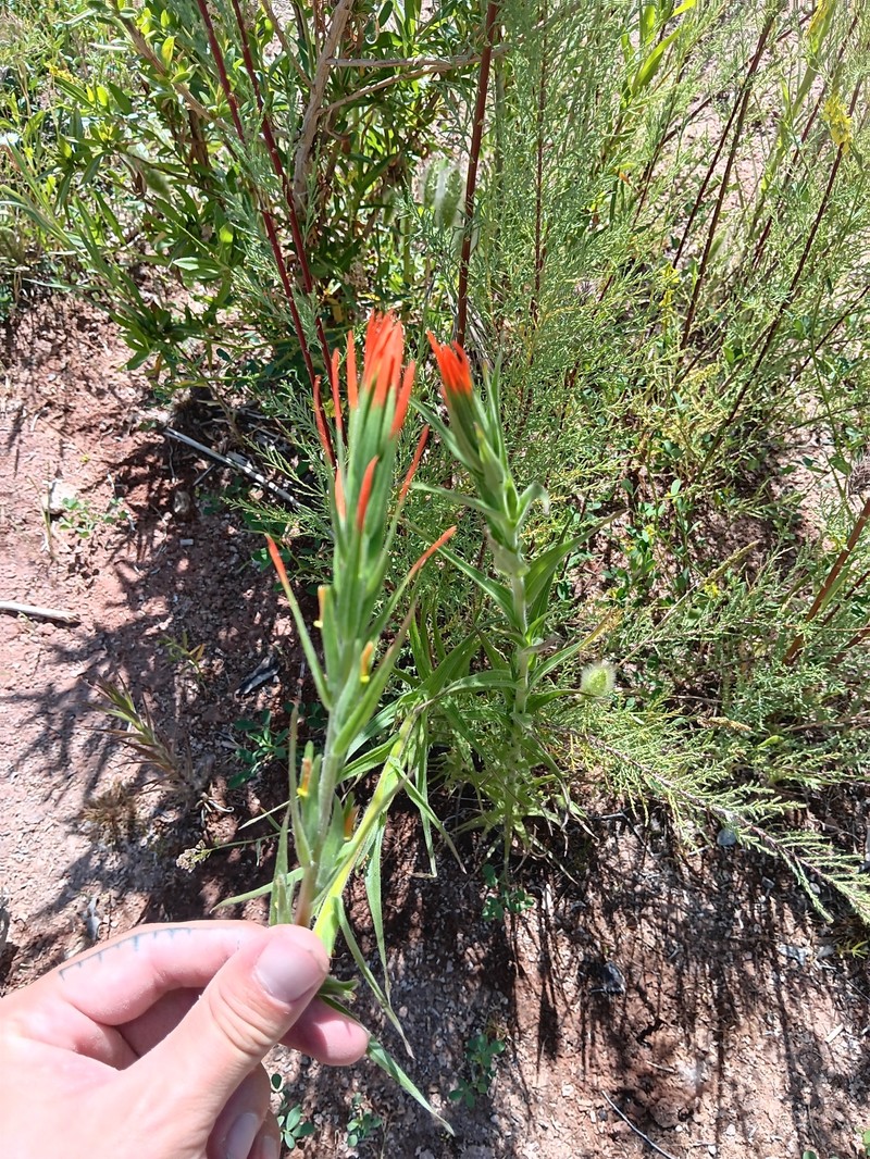 Castilleja minor var. exilis photo 2