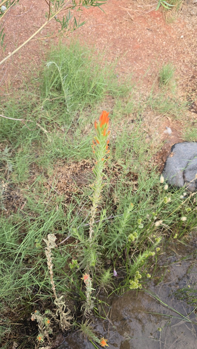 Castilleja minor var. exilis photo 3