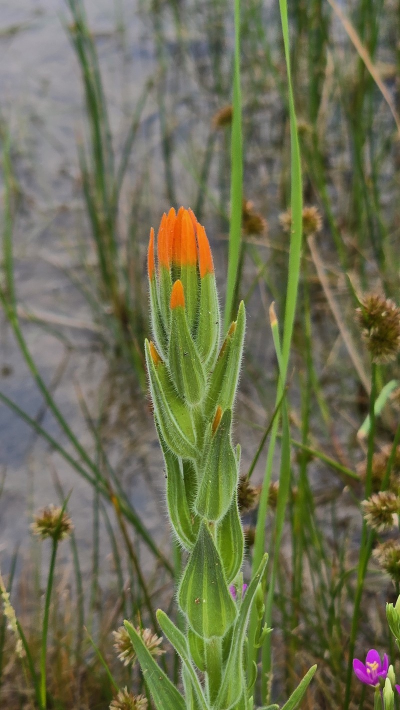 Castilleja minor var. exilis photo 4