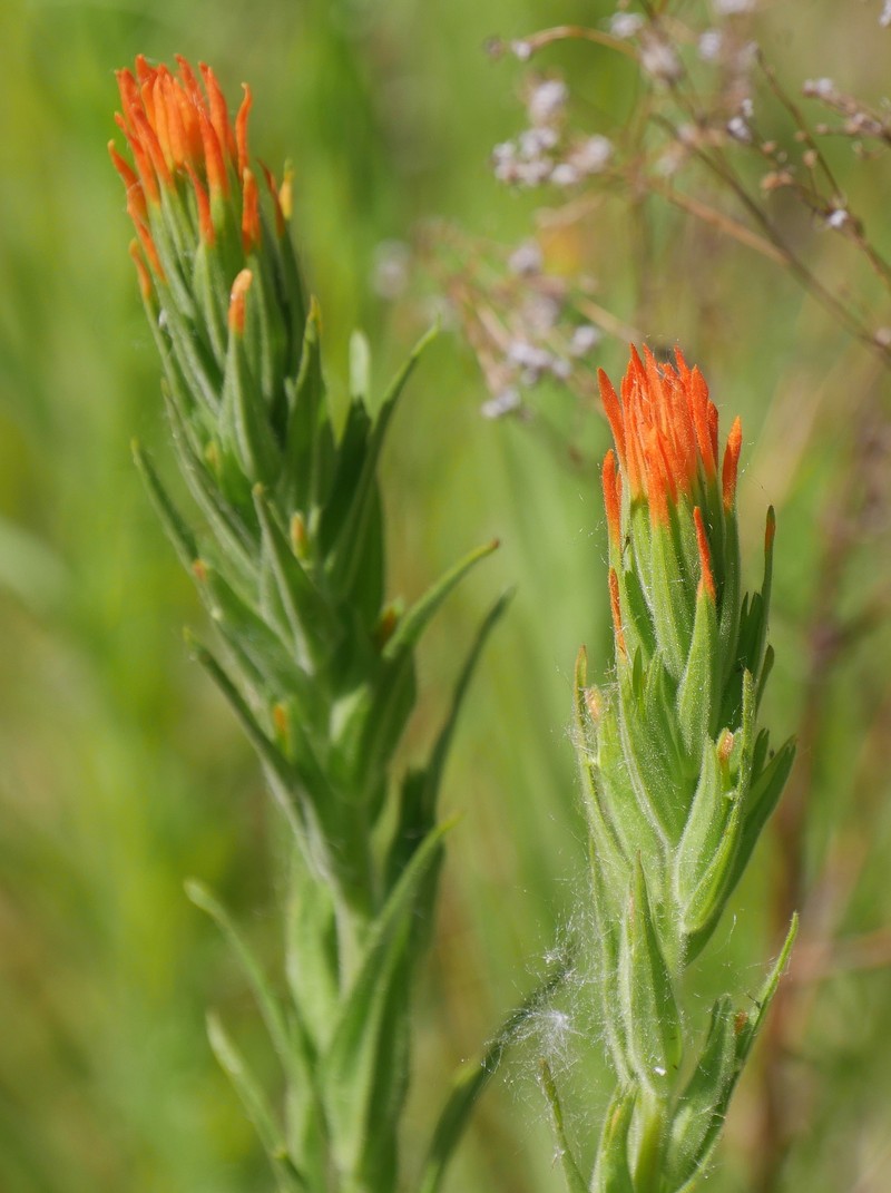 Castilleja minor var. exilis photo 5