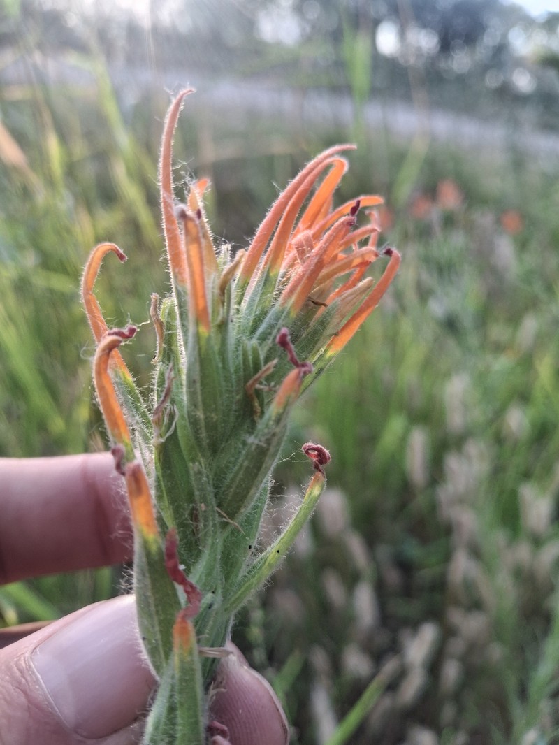 Castilleja minor var. exilis photo 6