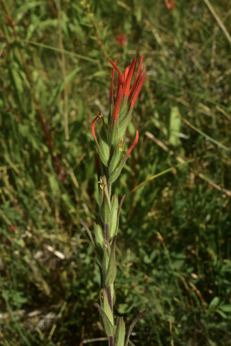 Castilleja minor var. exilis photo 7