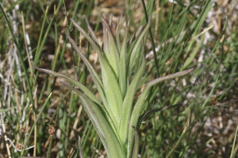 Castilleja minor var. exilis photo 8