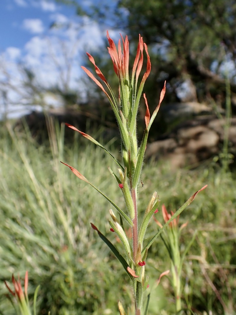 Castilleja minor var. minor
