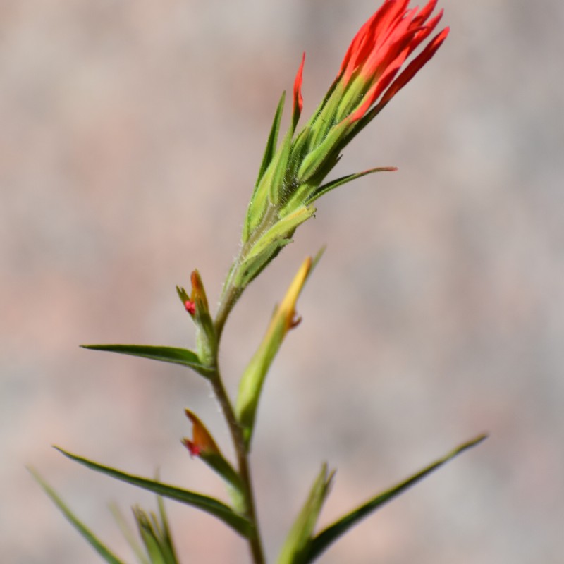 Castilleja minor var. minor photo 2